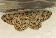 Glena unipennaria