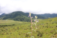 Lobelia erectiuscula