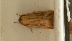 Leucania inconspicua