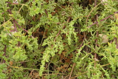 Artemisia campestris maritima