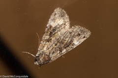 Anaplectoides prasina