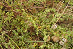 Artemisia campestris maritima