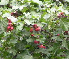 Image of Cola cordifolia