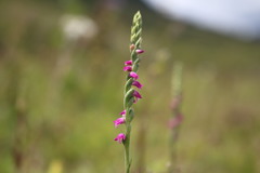 Spiranthes sinensis