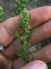 Artemisia michauxiana