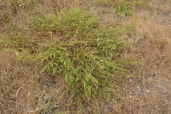 Artemisia campestris maritima