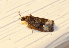 Apotomis capreana