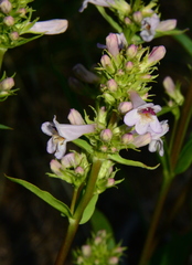 Penstemon pratensis