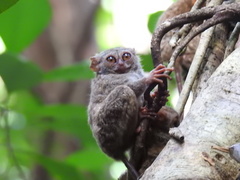 Tarsius spectrumgurskyae