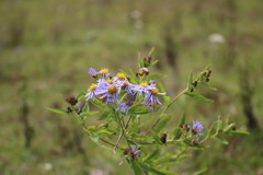 Aster albescens