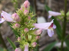 Penstemon pratensis
