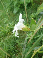 Calystegia sepium sepium