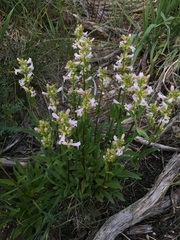 Penstemon pratensis