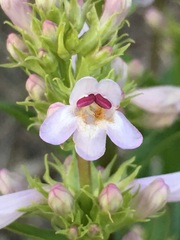 Penstemon pratensis