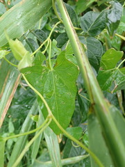 Calystegia sepium sepium