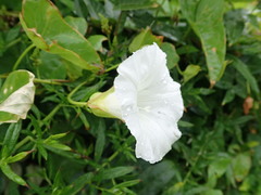Calystegia sepium sepium