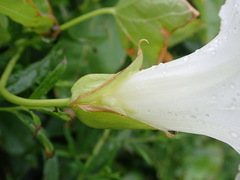 Calystegia sepium sepium