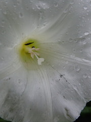 Calystegia sepium sepium