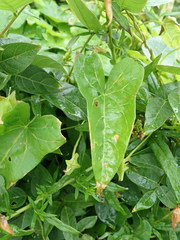 Calystegia sepium sepium