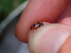 Lebia cruxminor