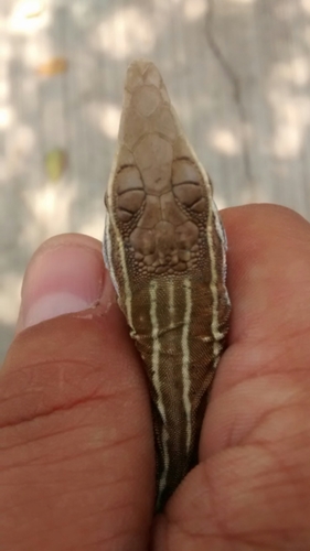 Colima Giant Whiptail