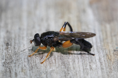 Chalcosyrphus curvaria