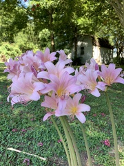 Amaryllis belladonna