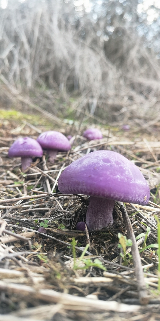 Collybia nuda · July 2020 · photo: © delafuentedario (iNaturalist, cc-by)