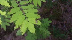 Prosternon tessellatum