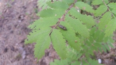 Prosternon tessellatum