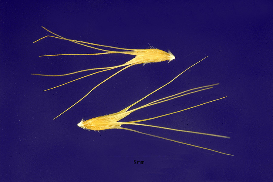 Bouteloua dimorpha