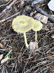 Bolbitius variicolor