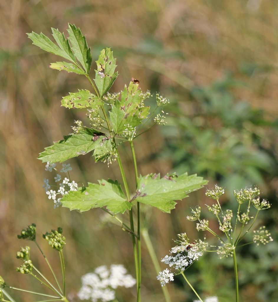 Greater Burnet-saxifrage