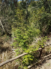 Cassinopsis ilicifolia