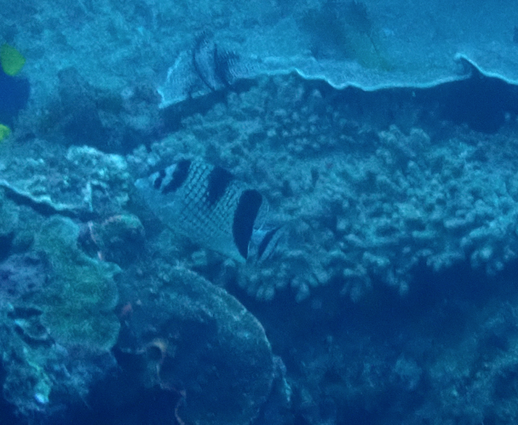 Asian Butterflyfish
