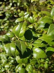 Cassinopsis ilicifolia