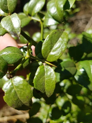 Cassinopsis ilicifolia