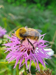 Bombus lucorum