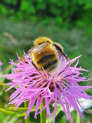 Bombus lucorum