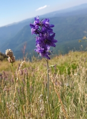 Delphinium fissum