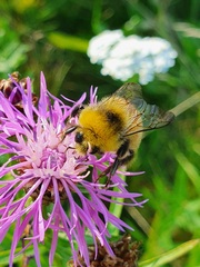 Bombus lucorum