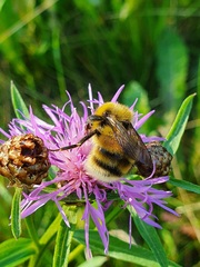 Bombus lucorum