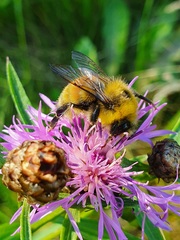 Bombus lucorum