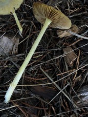 Bolbitius variicolor