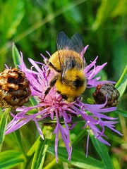 Bombus lucorum