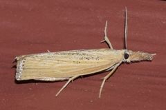 Pediasia dorsipunctellus