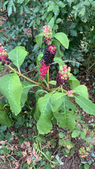 Phytolacca acinosa