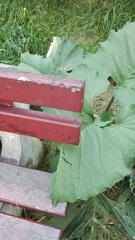 Arctium lappa