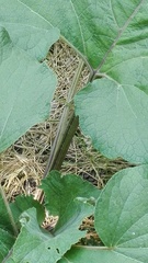 Arctium lappa