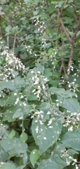 Circaea lutetiana